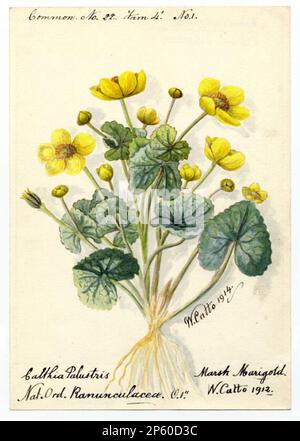 Marsh Marigold (caltha palustris), William Catto (Aberdeen, Schottland, 1843 - 1927) 1914 Stockfoto