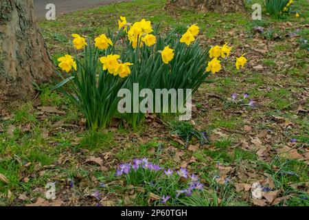 Windsor, Berkshire, Großbritannien. 6. März 2023. Ein Farbtupfer mit Narzissen und Krokussen in Windsor. Leichter Schnee ist für Berkshire diese Woche vorhergesagt. Kredit: Maureen McLean/Alamy Stockfoto