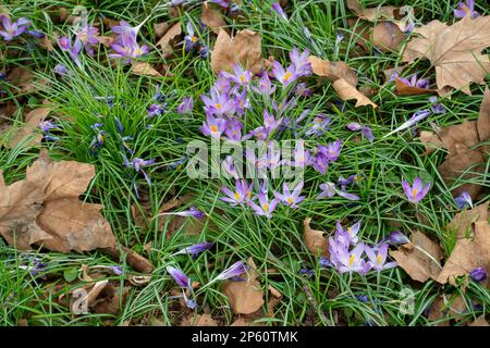 Windsor, Berkshire, Großbritannien. 6. März 2023. Hübsche lila Krokusse bringen den Frühling zum Vorschein. Leichter Schnee ist für Berkshire diese Woche vorhergesagt. Kredit: Maureen McLean/Alamy Stockfoto