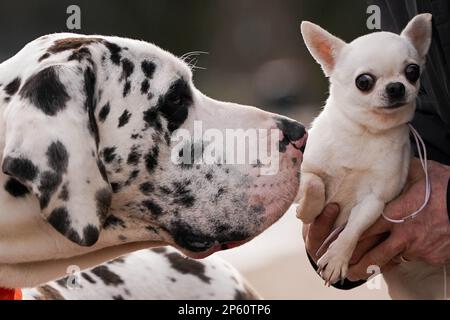 Eine Harlequin-Däne namens H und ein Chihuahua namens Boo während einer Fotokonferenz zur Eröffnung der diesjährigen Crufts im National Exhibition Centre (NEC) in Birmingham. Foto: Dienstag, 7. März 2023. Stockfoto