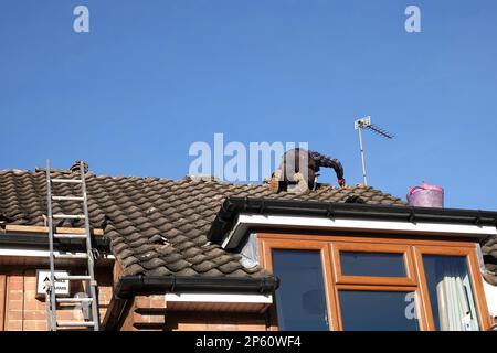 Ein Dachdecker, der Kammfliesen auf dem Dach eines Hauses repariert Stockfoto