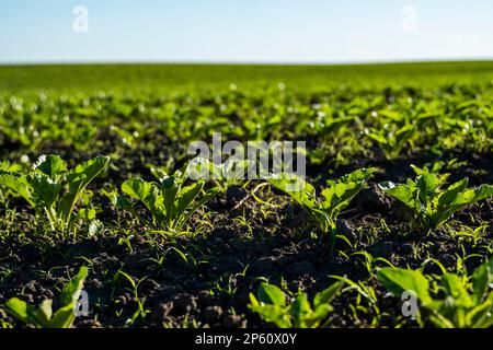 Agrarkonzept. Die Nahaufnahme von jungen Zuckerrübenpflanzen wächst in konvergierenden langen Reihen in fruchtbarem Boden. Agrarbereich. Stockfoto