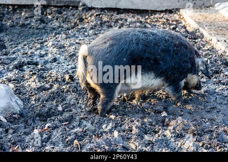 Mangalitsa, Mangalitza, Mangalica „Wollschwein“ im Tierpark Sauvabelin während des hellen Sonnentages im Winter 2023 Stockfoto