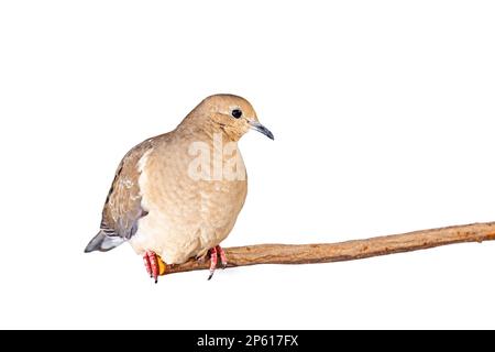 Die trauernde Taube liebt einen Ast, weißer Hintergrund Stockfoto