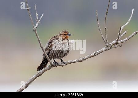 Mit einem roten Gesicht und windgewehnten Federn, einer weiblichen Rotflügel-Amsel hoch oben auf einem Ast. Weiche Farben des Frühlings im Hintergrund. Stockfoto