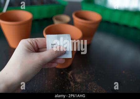 Samen von Basilikum in einem Terrakotta-Topf Pflanzen. Stockfoto