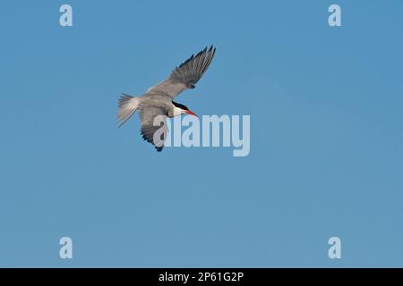 Südamerikanische Tern im Flug, Patagonien, Argentinien. Stockfoto