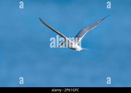 Südamerikanische Tern im Flug, Patagonien, Argentinien. Stockfoto