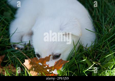 Kleiner deutscher Schäferhund, der mit einem Blatt im Gras lag Stockfoto