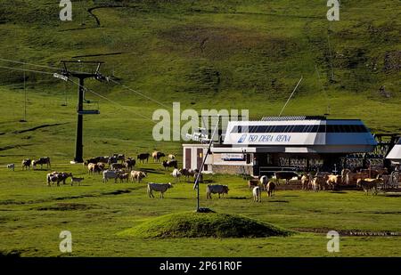 Skigebiet Baqueira-Beret. Kühe in Plan de Beret, Aran Valley, Pyrenees, Lleida Province, Katalonien, Spanien. Stockfoto