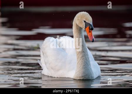 Schwan im Wasser. Ein weißer, stummer Schwan schwimmt im See bei Sonnenuntergang. Cygnus olor im Genfer See. Stockfoto