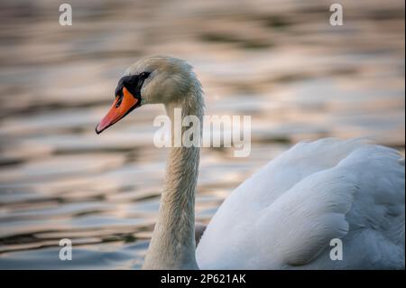 Schwan im Wasser. Ein weißer, stummer Schwan schwimmt im See bei Sonnenuntergang. Cygnus olor im Genfer See. Stockfoto