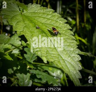 Hoverfly ruht sich auf einem Nesselblatt aus Stockfoto