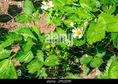 Ein Busch junger Erdbeeren mit weißen Blüten, die mit Netzen von Vogelattacken bedeckt sind. Schutz von Erdbeeren vor Schädlingen. Stockfoto