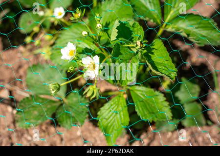 Ein Busch junger Erdbeeren mit weißen Blüten, die mit Netzen von Vogelattacken bedeckt sind. Schutz von Erdbeeren vor Schädlingen. Stockfoto