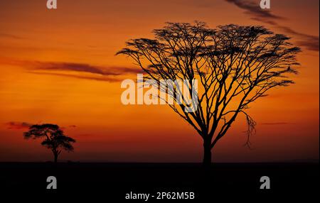 Die Silhouette eines entbeinten Baumes mit ein paar Bäumen bei Sonnenuntergang in der Ferne im Serengeti-Nationalpark Stockfoto