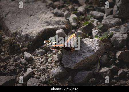 Bild eines roten Admiralsschmetterlings im Herbst in Europa. Vanessa atalanta, die rote Admiral oder zuvor die rote Bewundernswerte, ist eine gut charakterisierte, ich Stockfoto