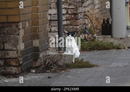 Bild einer streunenden schwarz-weißen Katze, die den Fotografen mit wütenden Augen ansieht. Stockfoto