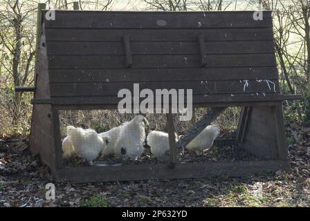 Dunkle Hähnchenbude aus Holz im Wintergarten mit weißen Hennen Stockfoto