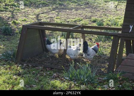 Dunkle Hähnchenbude aus Holz im Wintergarten mit Hennen, deren Frühlingsnadeln schwarz-weiß-rot sind Stockfoto