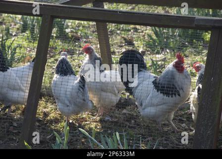 Dunkle Hähnchenbude aus Holz im Wintergarten mit Hennen, deren Frühlingsnadeln schwarz-weiß-rot sind Stockfoto