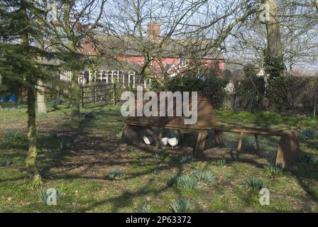 Hölzerne Hühnerställe im Wintergarten mit weißem Hühnerstall in Pink dahinter Stockfoto