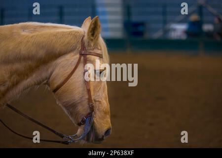 Ein weißes Closeup-Pferd mit verschwommenem Hintergrund Stockfoto