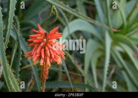 Die rote Blume einer tropischen Aloe Vera-Pflanze naht sich Stockfoto