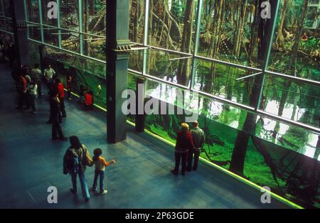 Barcelona: Wissenschaftsmuseum (CosmoCaixa). Überfluteter Wald (Bosque inundado) Stockfoto