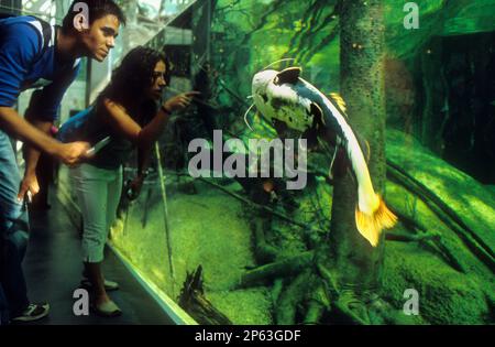 Barcelona: Wissenschaftsmuseum (CosmoCaixa). Überfluteter Wald (Bosque inundado) Stockfoto