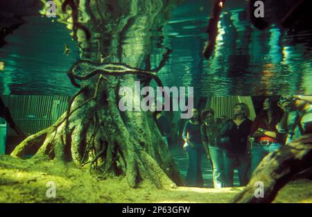 Barcelona: Wissenschaftsmuseum (CosmoCaixa). Überfluteter Wald (Bosque inundado) Stockfoto