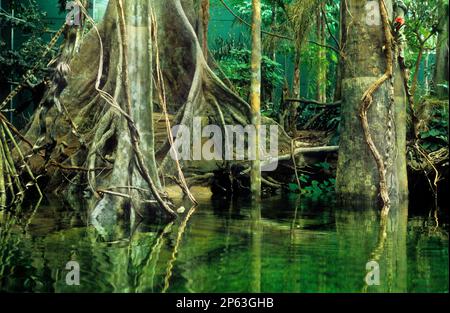 Barcelona: Wissenschaftsmuseum (CosmoCaixa). Überfluteter Wald (Bosque inundado) Stockfoto