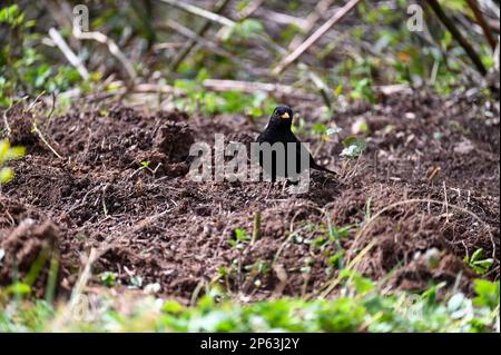 Ein Amboss ( Turdus merula ) steht auf einer Wiese in freier Wildbahn Stockfoto