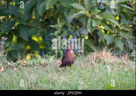 Eine weibliche Amsel ( Turdus merula ) steht in freier Wildbahn auf einer Wiese Stockfoto