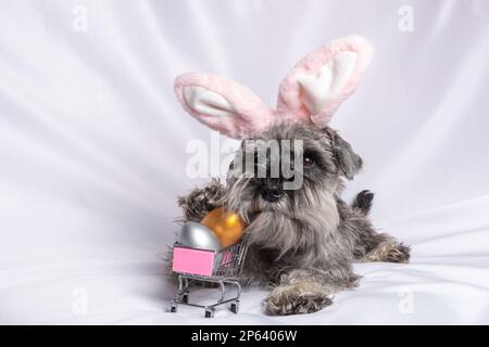 Ein kleines Schnauzer-Hündchen in rosa Kaninchenohren, das neben einem Telefon und einem Wagen mit bemalten Ostereiern auf weißem Hintergrund liegt. Online-Ostershop Stockfoto