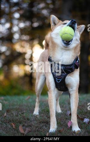 Hunde spielen mit Tennisball Stockfoto