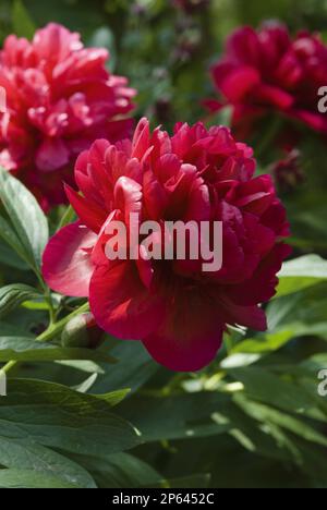 Pfingstrosen Paeonia officinalis „Rubra Plena“ wunderschöne rote Pfingstrosen Stockfoto