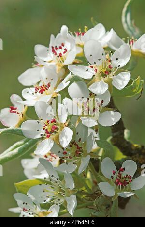 Birnenblüte Pyrus communis weiße Blumen Frühling Stockfoto