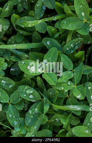 Wiese mit grünem Gras und Regentropfen. Nahaufnahme von grünen Blättern mit Wassertropfen aus Regen oder Morgentau. Stockfoto
