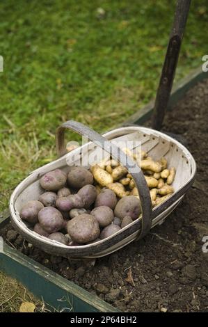 Gartentraining von frisch gepflückten Kartoffeln (rosarot und neu) Stockfoto