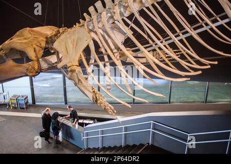 Museu Blau, Naturkundemuseum, Walskelett in der Lobby. Gebäude entworfen von Jacques Herzog und Pierre de Meuron, Carrer de Leonardo da Vinci 4, Stockfoto