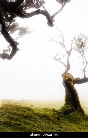 Uralter Lorbeerbaum, der bis zu einem anderen reicht, Fanal-Wald, Madeira Stockfoto