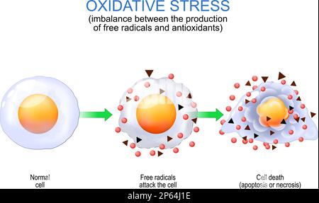 Oxidativer Stress. Ungleichgewicht zwischen der Produktion freier Radikale und Antioxidantien. Von der normalen Zelle zum Angriff freier Radikale und Zelltod Stock Vektor