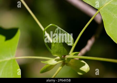 Tulpenbaum, Liriodendron, Liriodendron tulipifera, junge Blätter auf einem Ast, Frühling Stockfoto