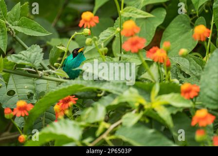 Grüner Honigkriecher - Chlorophan spiza, schöner kleiner bunter Honigkriecher aus Panama. Stockfoto