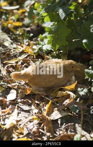 Eine bantam-Henne sitzt in der Sonne Stockfoto