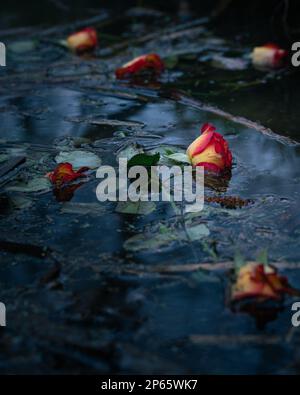 Gelbe und rote Rosen, die auf dem Wasser schweben. Dunkles, launisches Foto. Krimbuch-Deckungspotenzial. Stockfoto