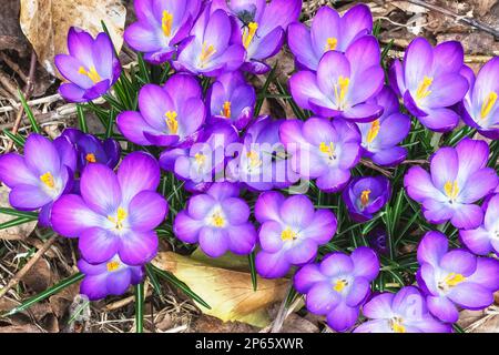 Purpurkrokusblüte im frühen Murch Stockfoto
