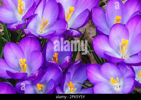 Purpurkrokusblüte im frühen Murch Stockfoto