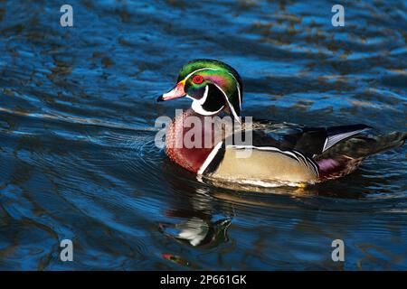 Drake Holzente auf dem Teich Stockfoto